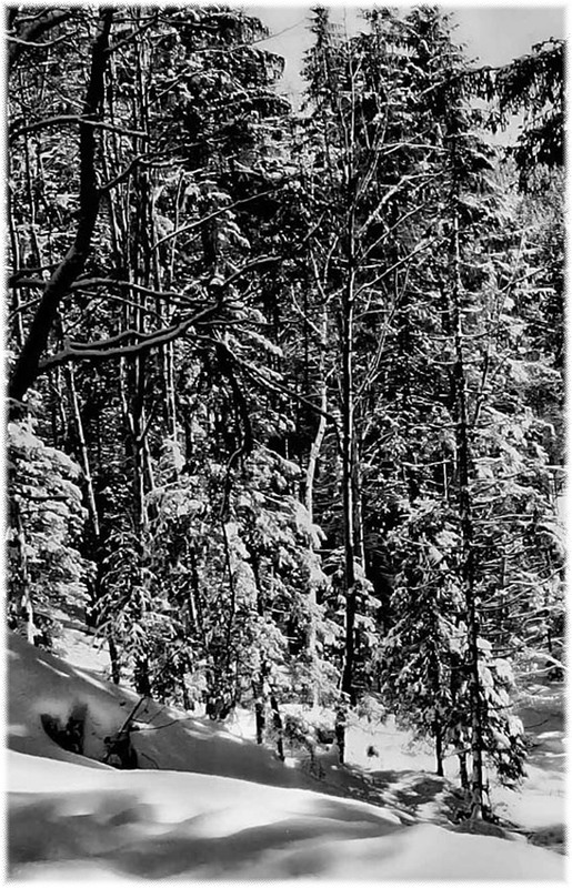 Фотографія Мой зимний лес мне шепчет что-то, / Александр Михайлович Гудак / photographers.ua