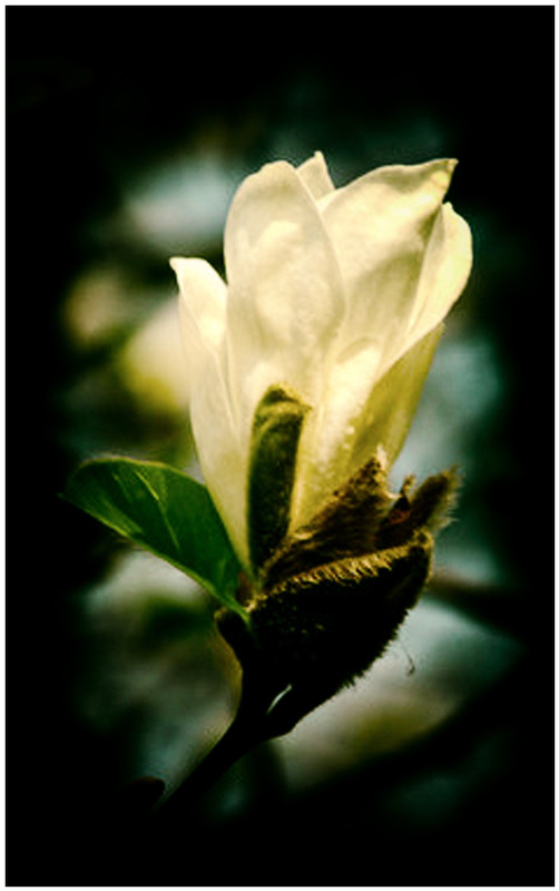 Фотографія Ты не видел, как магнолии цветут? / Александр Михайлович Гудак / photographers.ua