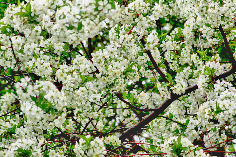 Фотографія Краса вражаюча! Весна дарує квіти / Александр Михайлович Гудак / photographers.ua