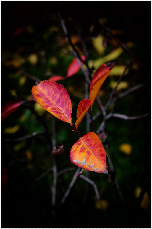 Фотографія Осіннє листя золотаве… / Александр Михайлович Гудак / photographers.ua