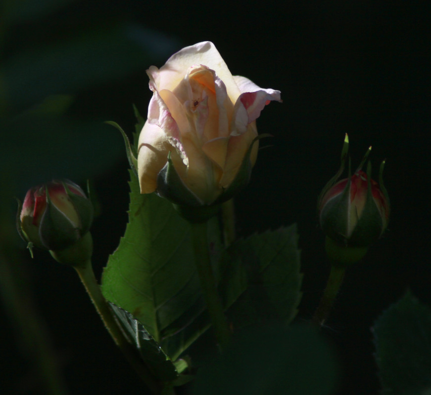 Фотографія Троянди розкішні, колючі і ніжні / Александр Михайлович Гудак / photographers.ua