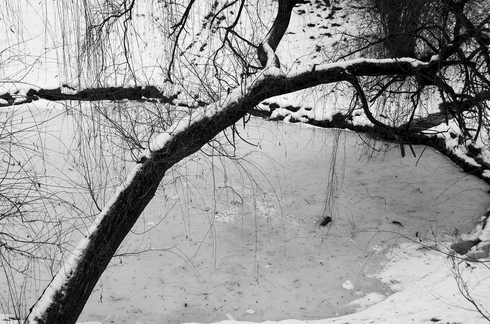 Фотографія Tree #6 / Alexander Zvir / photographers.ua