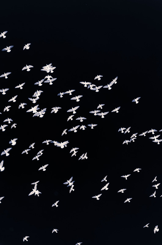 Фотографія "Japanese birds" / Alexander Zvir / photographers.ua