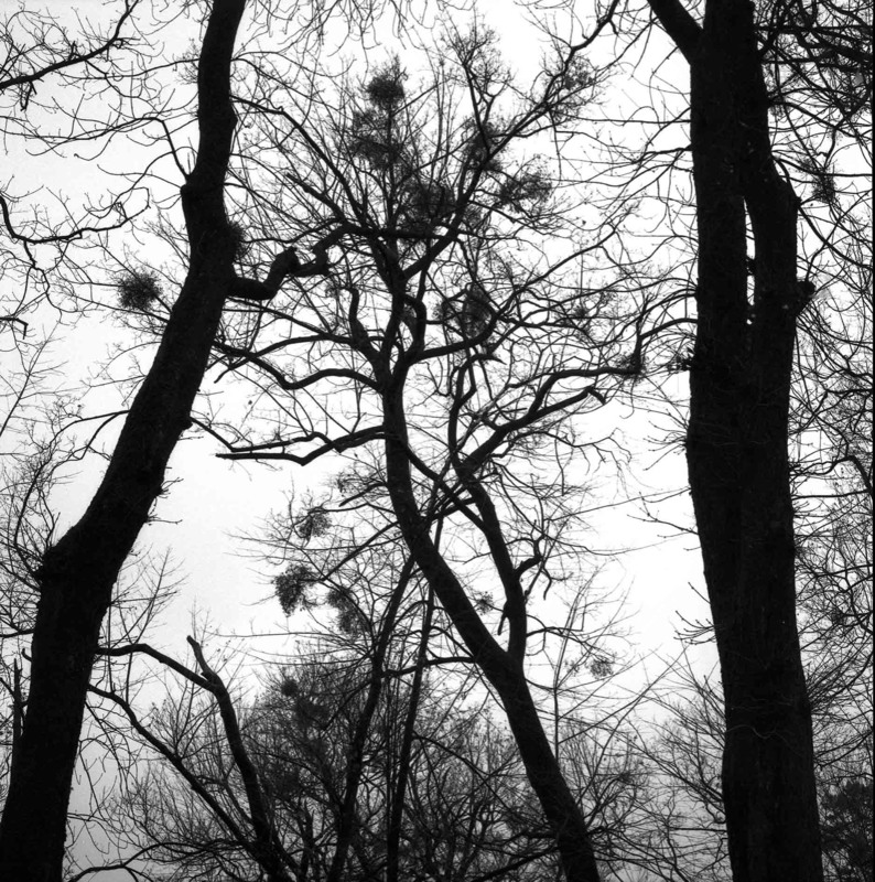 Фотографія Trees #9 / Alexander Zvir / photographers.ua