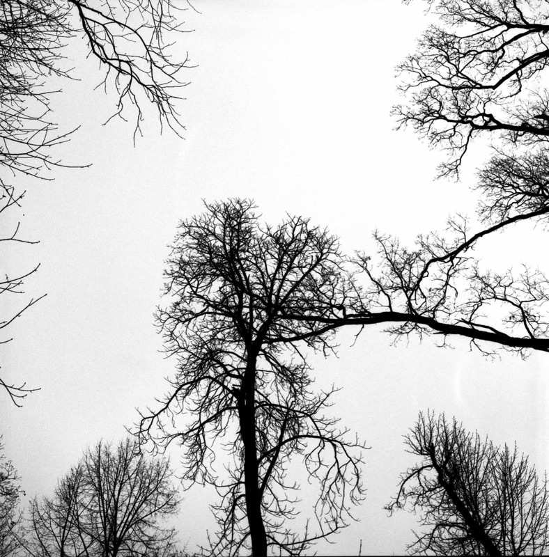 Фотографія Trees #3 / Alexander Zvir / photographers.ua
