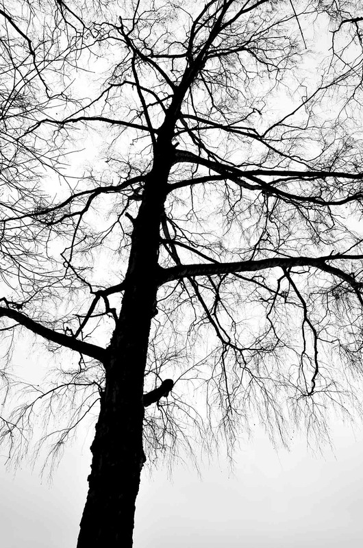 Фотографія Tree #5 / Alexander Zvir / photographers.ua