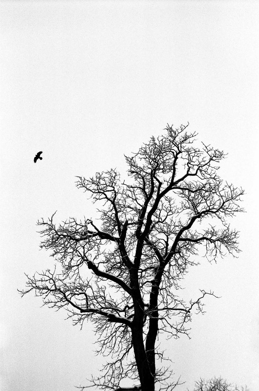 Фотографія Tree #2 / Alexander Zvir / photographers.ua