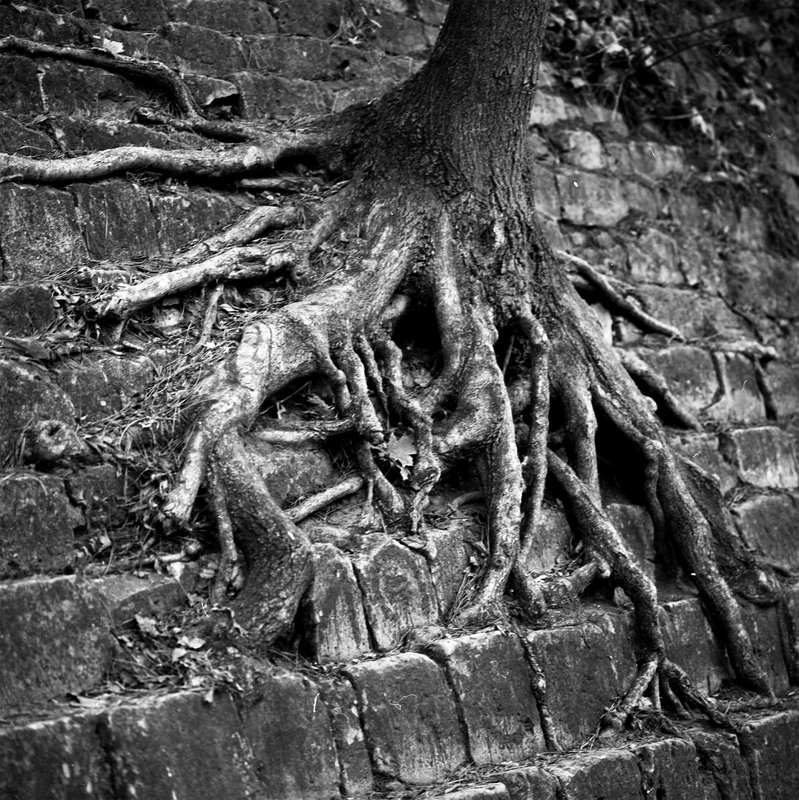 Фотографія Tree #8 "Strong roots" / Alexander Zvir / photographers.ua