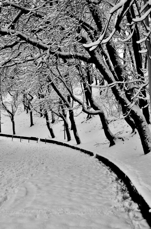 Фотографія Trees #7 / Alexander Zvir / photographers.ua