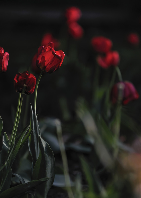 Фотографія "Red Tulips" / Alexander Zvir / photographers.ua