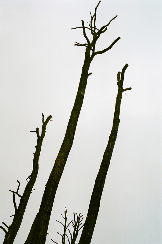 Фотографія "Abstract trees" / Alexander Zvir / photographers.ua