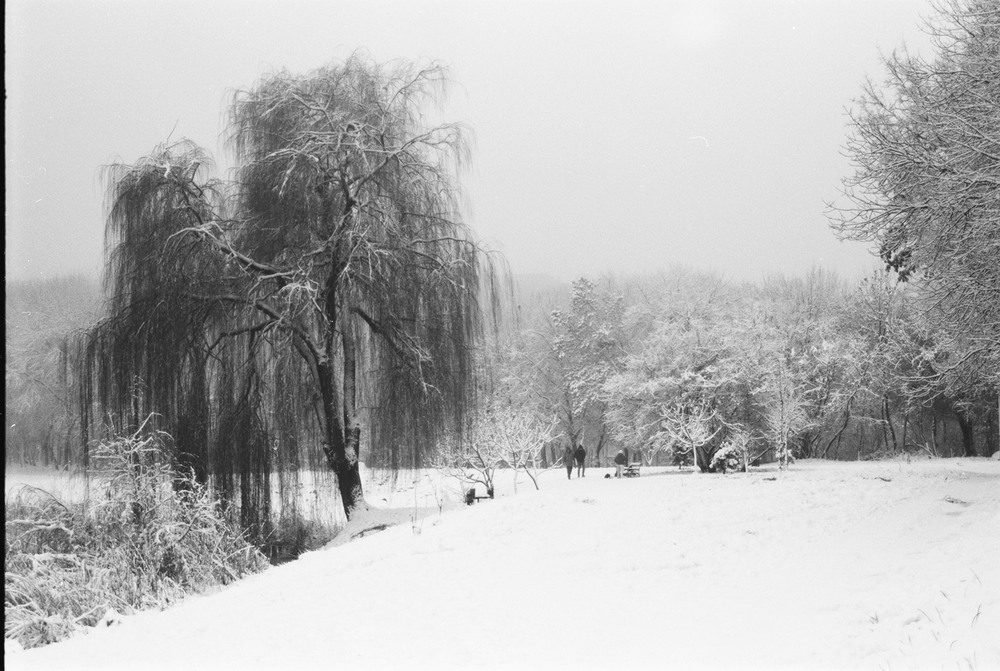 Фотографія Black and white winter / Alexander Zvir / photographers.ua
