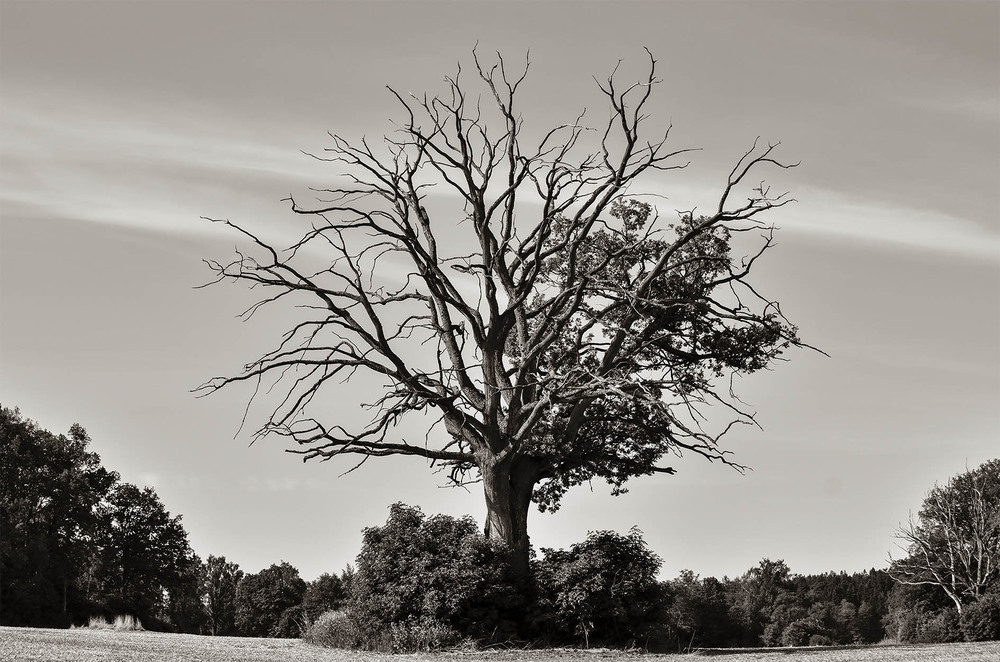 Фотографія Tree #1 / Alexander Zvir / photographers.ua