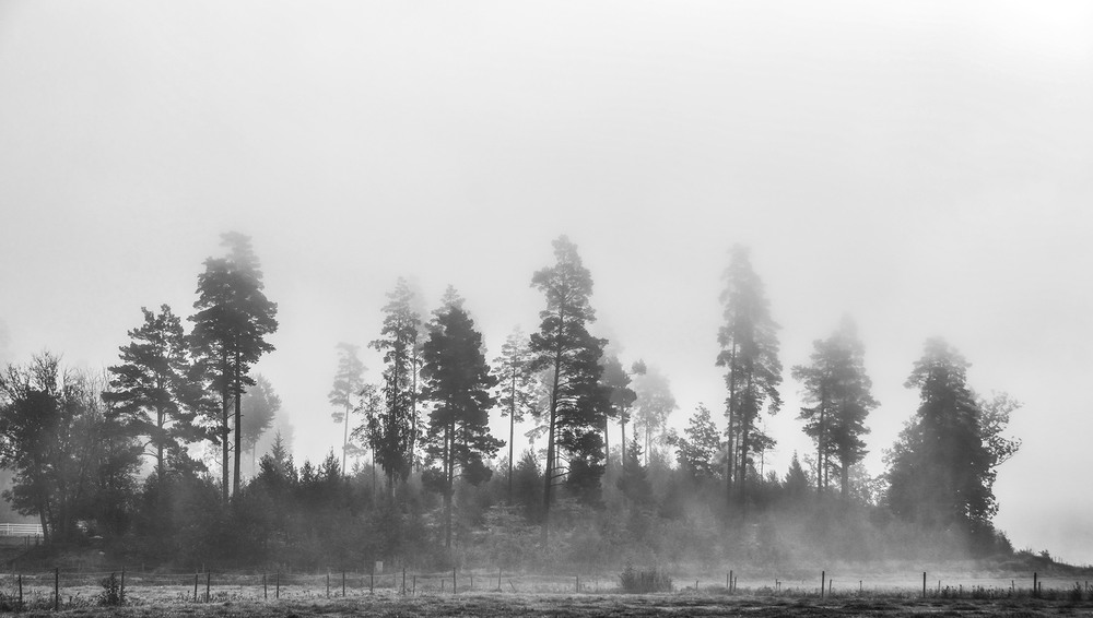 Фотографія Hiding in the fog-2 / Alexander Zvir / photographers.ua