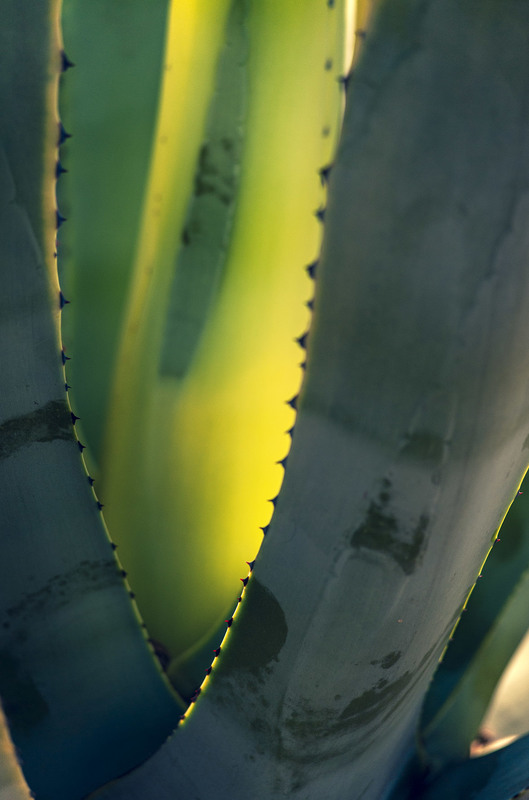 Фотографія "Cactus Leaves" / Alexander Zvir / photographers.ua
