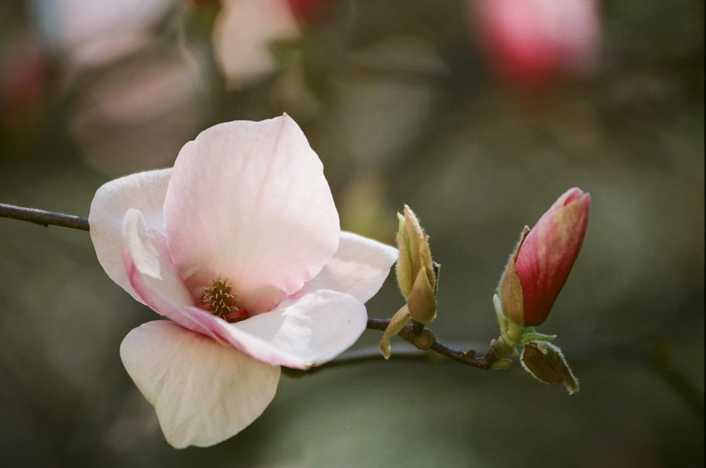 Фотографія "Magnolias painted with Kodak colors" / Alexander Zvir / photographers.ua