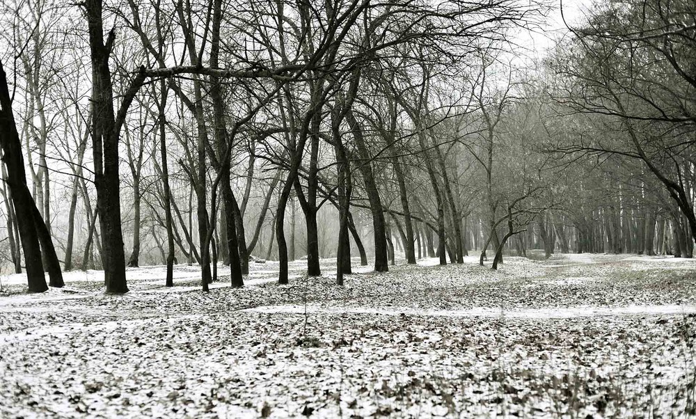 Фотографія "Winter trees " / Alexander Zvir / photographers.ua