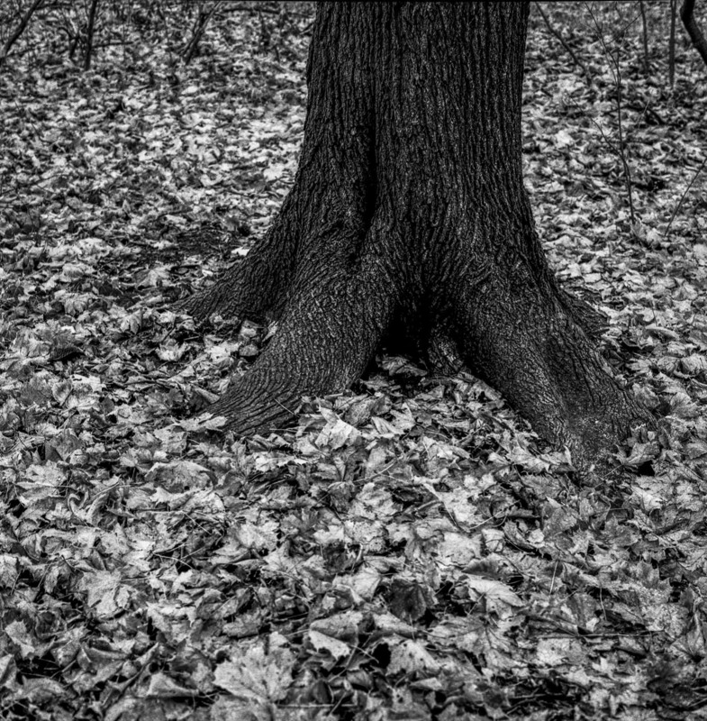 Фотографія Tree #10 / Alexander Zvir / photographers.ua