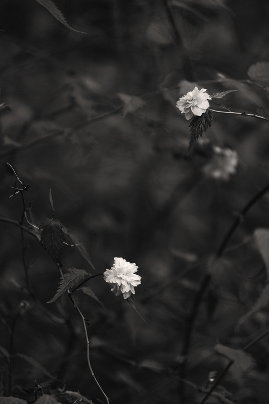 Фотографія "Flowers in monochrome" / Alexander Zvir / photographers.ua