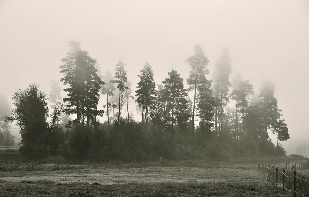 Фотографія "Hiding in the fog" / Alexander Zvir / photographers.ua
