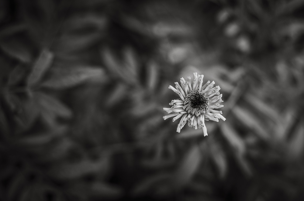 Фотографія "The only flower" / Alexander Zvir / photographers.ua