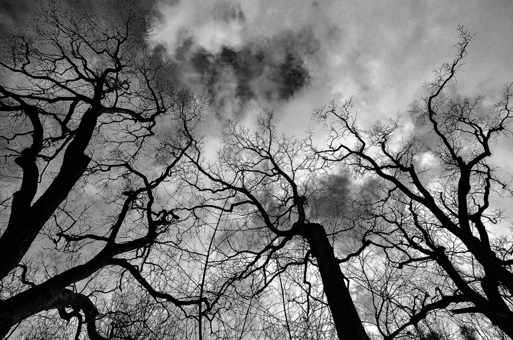 Фотографія "Trees in the wind" / Alexander Zvir / photographers.ua