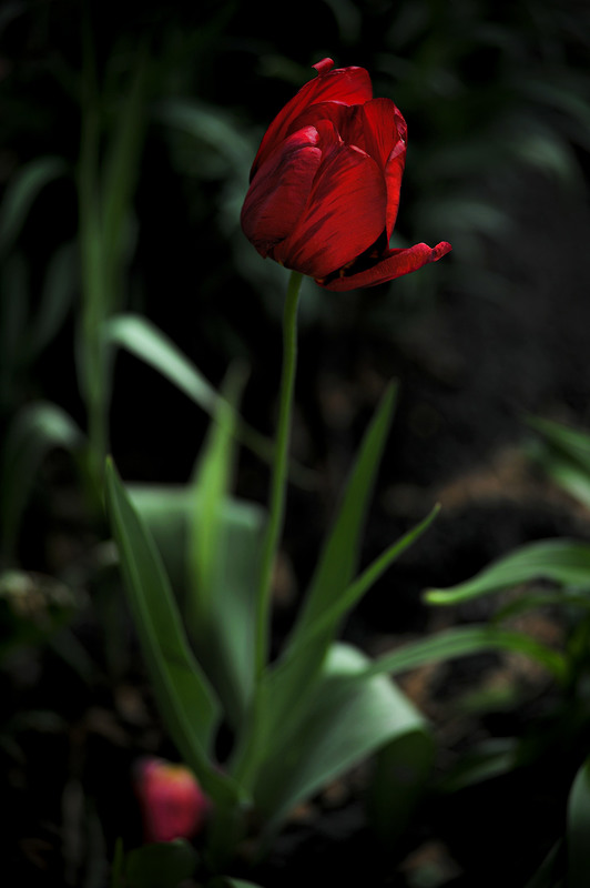 Фотографія "Red Tulip" / Alexander Zvir / photographers.ua