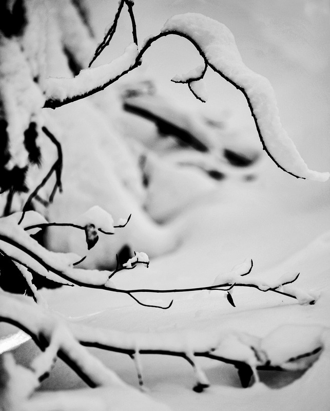 Фотографія "Snow-covered twigs" / Alexander Zvir / photographers.ua