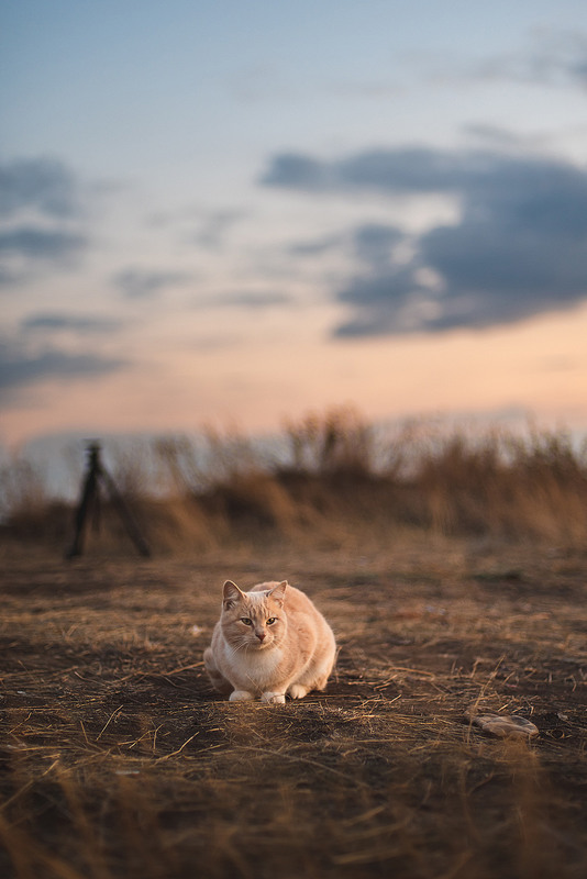 Фотографія Осенний кот провожает солнце / Валерий Землин / photographers.ua