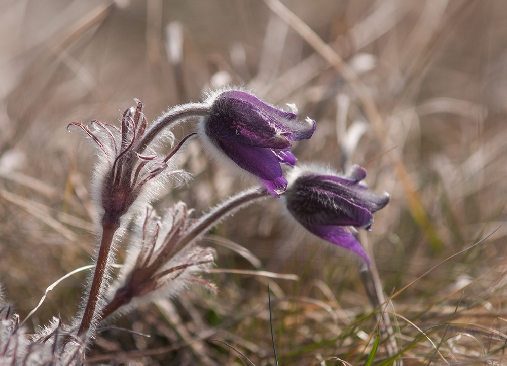 Фотографія Весна в степах / Віра Волошина / photographers.ua