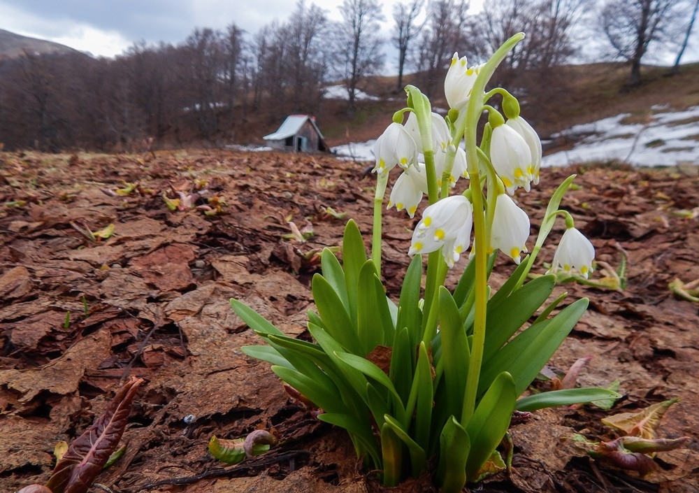 Фотографія Ото була весна:) / Віра Волошина / photographers.ua
