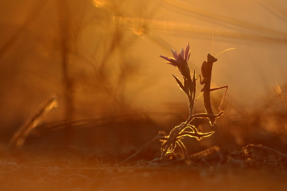 Фотографія Сепія / Сергій Марков / photographers.ua