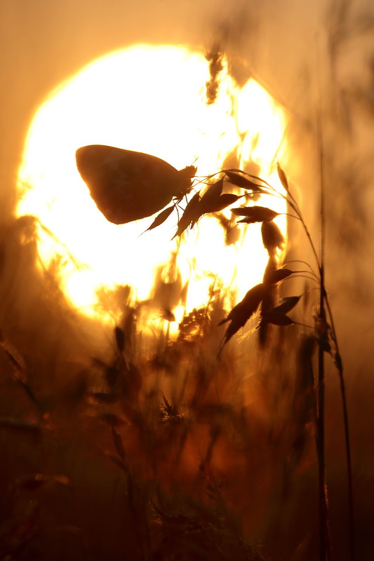 Фотографія Медові силуети / Сергій Марков / photographers.ua