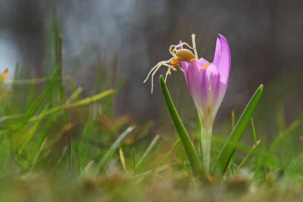 Фотографія Весна на Хортице / Сергій Марков / photographers.ua