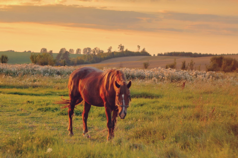 Фотографія Сільська гармонія / Сергій Марков / photographers.ua