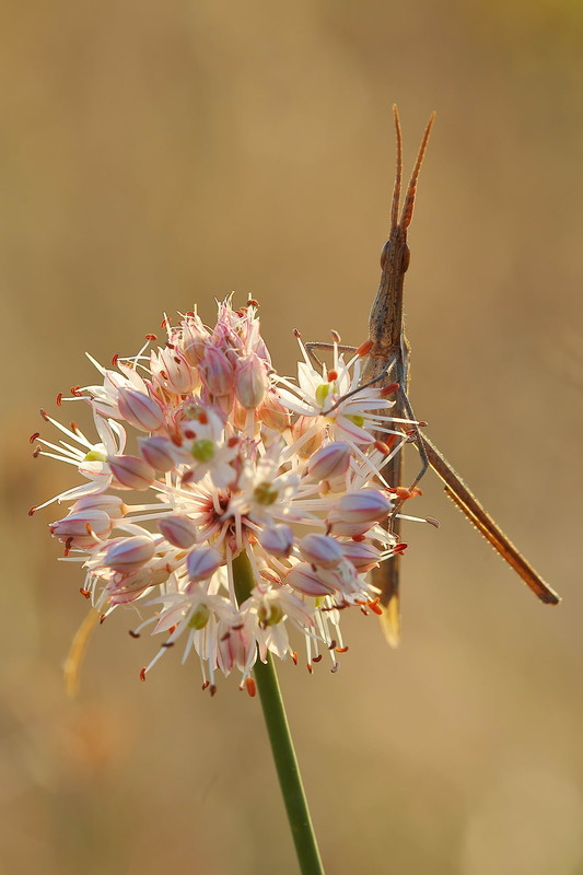 Фотографія Осінні квіти / Сергій Марков / photographers.ua