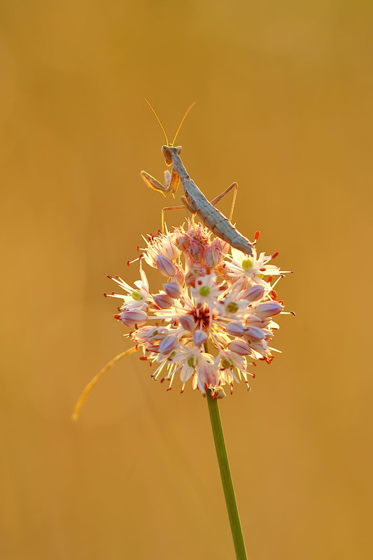 Фотографія Спостерігач / Сергій Марков / photographers.ua