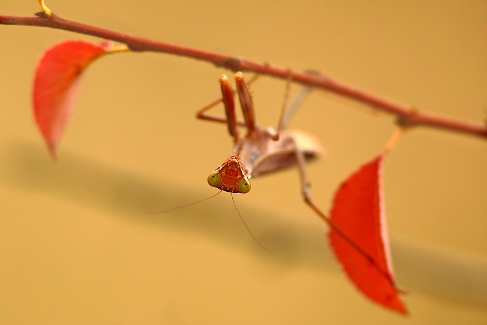 Фотографія Ознаки осіні / Сергій Марков / photographers.ua