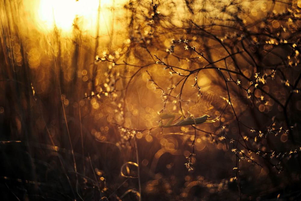 Фотографія В хащах сухостою / Сергій Марков / photographers.ua