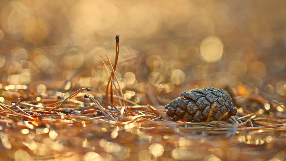 Фотографія Вечірня замальовка / Сергій Марков / photographers.ua