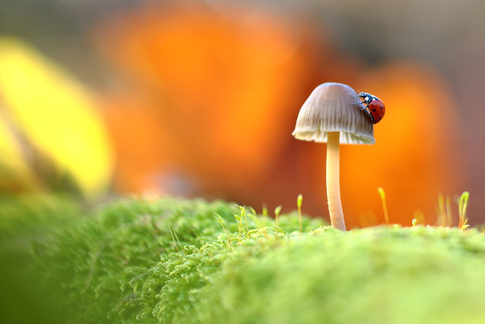 Фотографія Осінній етюд / Сергій Марков / photographers.ua