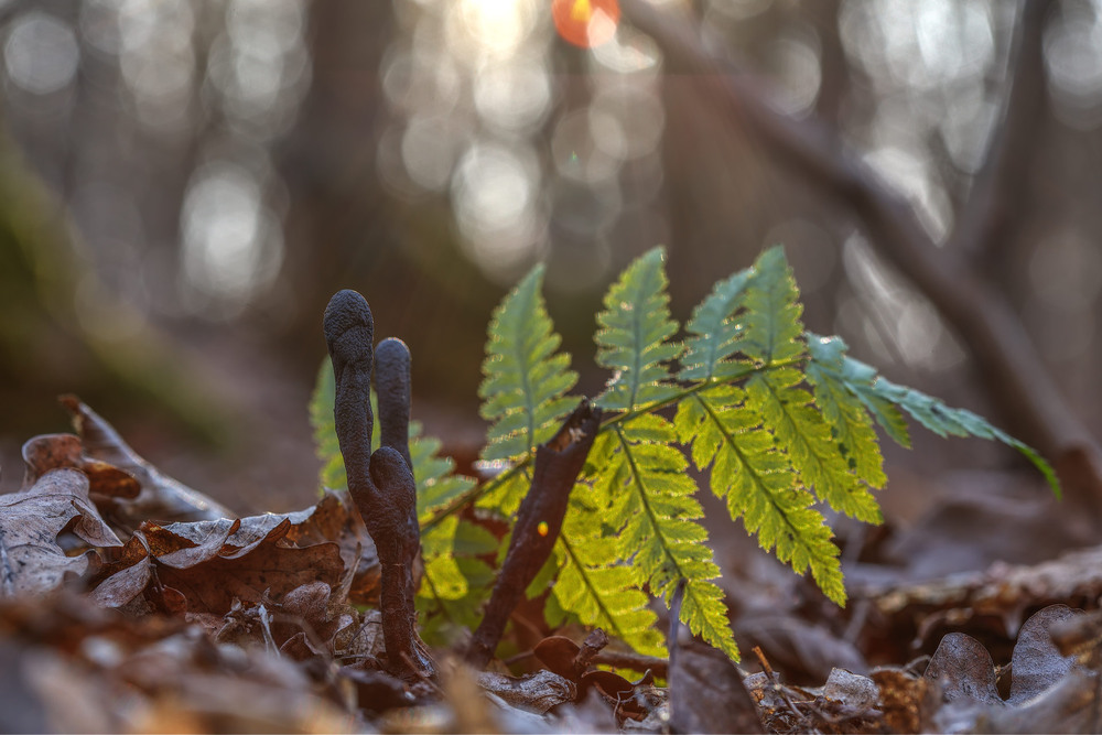 Фотографія Підсніжники) / Сергій Марков / photographers.ua