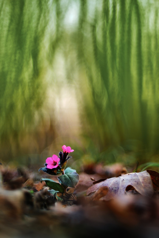 Фотографія Медунка / Сергій Марков / photographers.ua