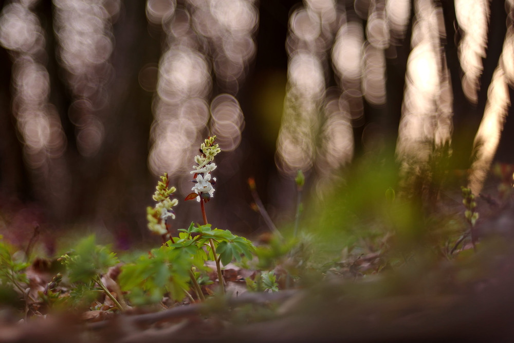 Фотографія Весна в хащах / Сергій Марков / photographers.ua