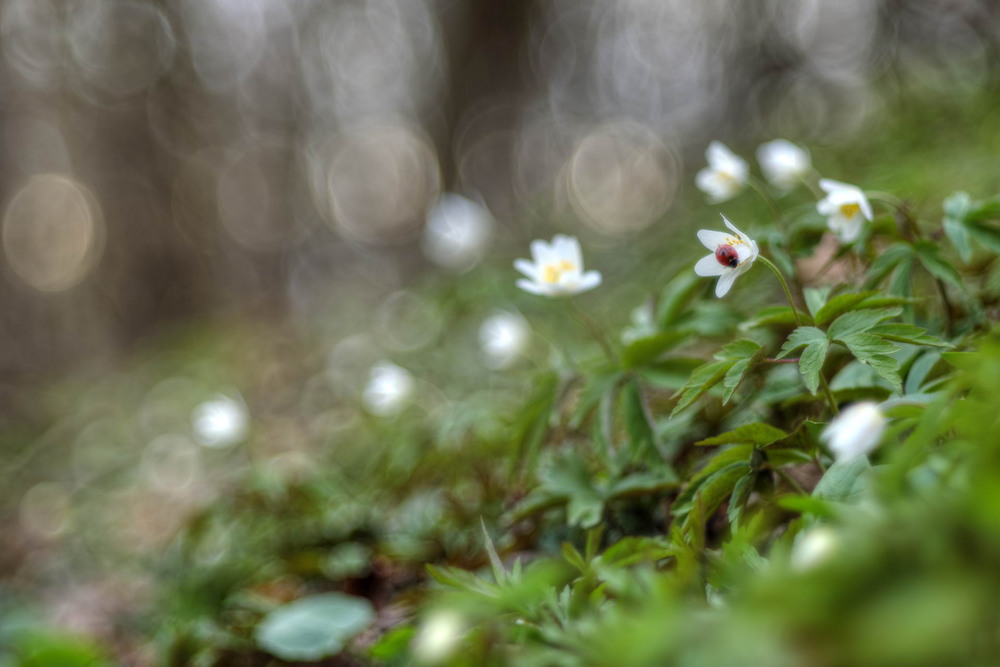 Фотографія Лісова феєрія / Сергій Марков / photographers.ua