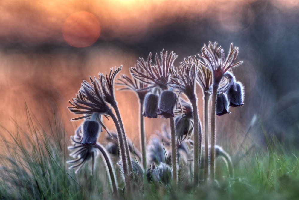 Фотографія Sunset dreams / Сергій Марков / photographers.ua