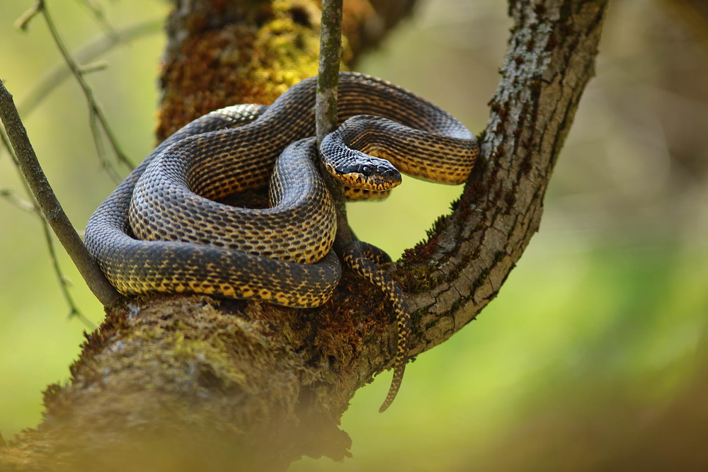 Фотографія Сармат / Сергій Марков / photographers.ua