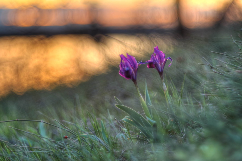 Фотографія Півники / Сергій Марков / photographers.ua
