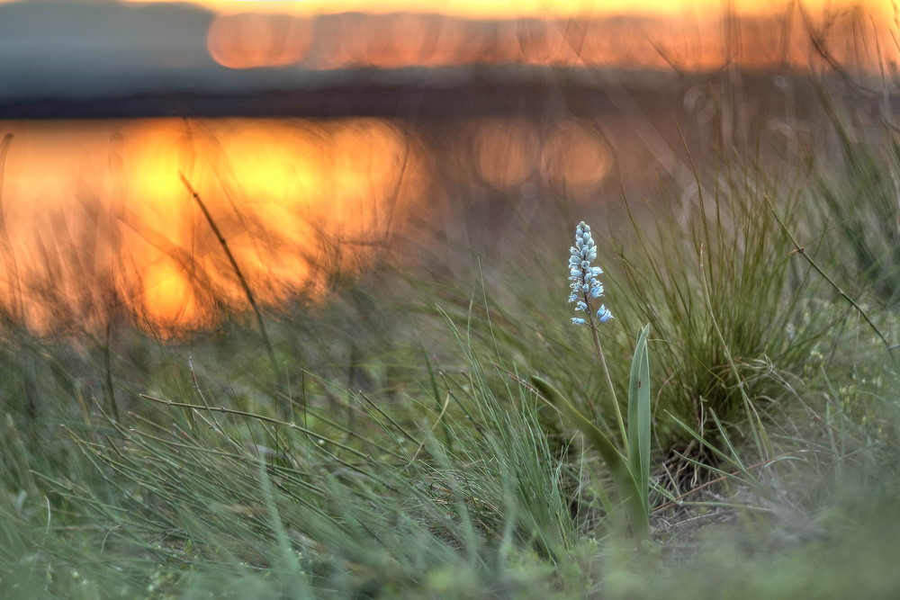 Фотографія Гіацинтик / Сергій Марков / photographers.ua