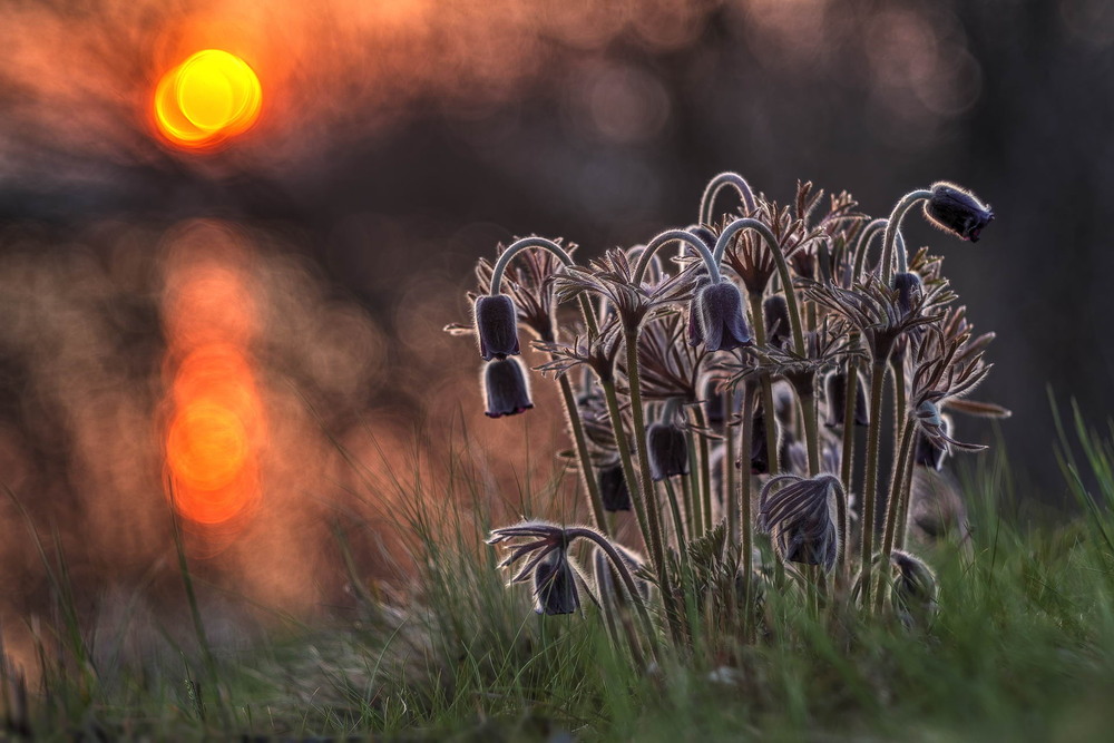 Фотографія Вечірні сни / Сергій Марков / photographers.ua
